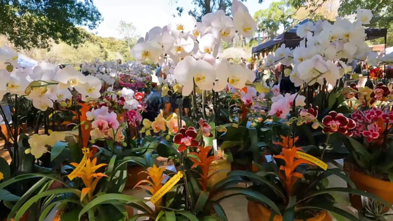Leu Gardens, Orlando, Florida
